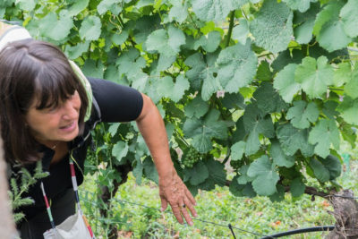 Moderierte Weinwanderung am Friedstein 3 h, 4er Weinprobe